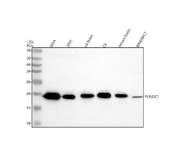 a08688 2 fundc1 primary antibodies wb testing 1