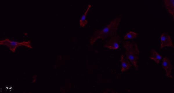 a08688 fundc1 primary antibodies if testing 1