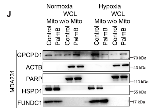 a08688 fundc1 primary antibodies wb testing 2