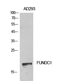 a08688 fundc1 primary antibodies wb testing 3