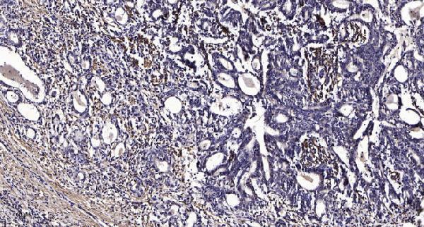 a08692 scamp1 primary antibodies ihc testing 1