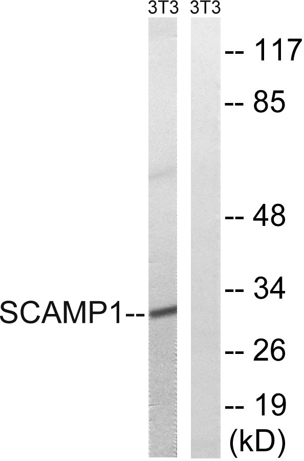 a08692 scamp1 primary antibodies wb testing 2
