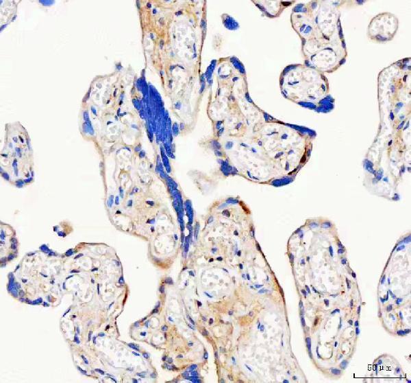 a08693 1 isyna1 primary antibodies ihc testing 6