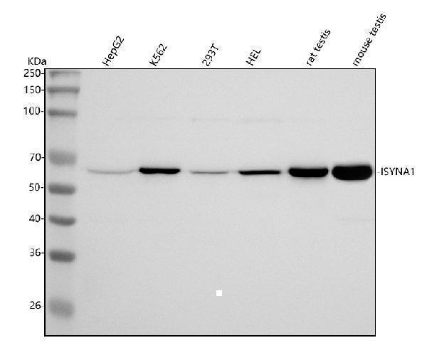 Western blot analysis of ISYNA1 using anti-ISYNA1 antibody (A08693-1)