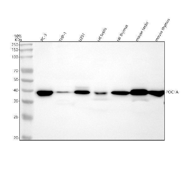 a08694 1 poc1a primary antibodies wb testing 1