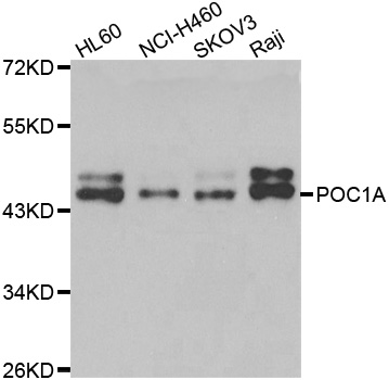 a08694 poc1a primary antiboties wb testing 1