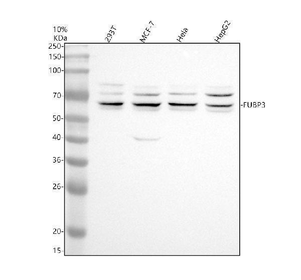 a08695 2 fubp3 primary antibodies wb testing 1