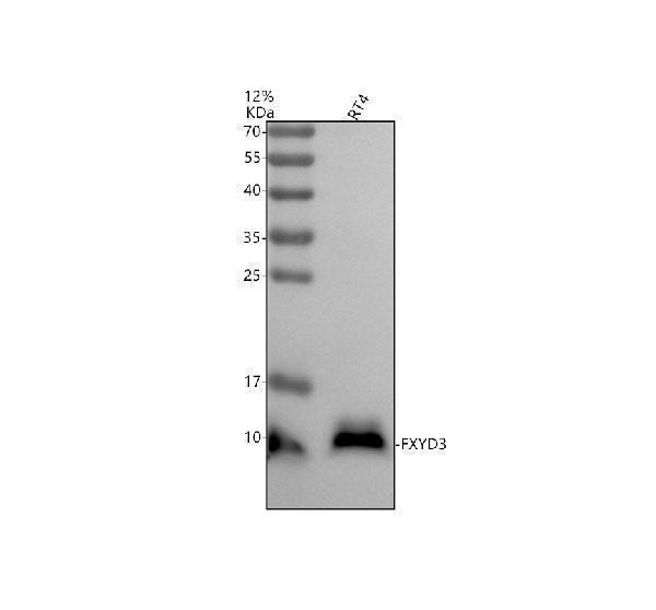 Western blot analysis of FXYD3 using anti-FXYD3 antibody (A08697)