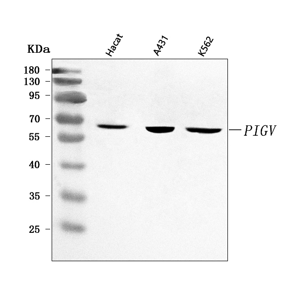 a08698 1 pigv primary antibodies wb testing 1