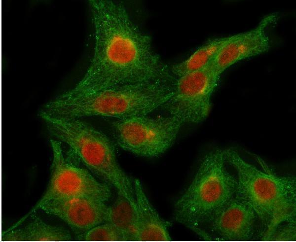  IF analysis of POLR2B using anti-POLR2B antibody (A08699-1) and anti-Beta Tubulin antibody (M01857-3)