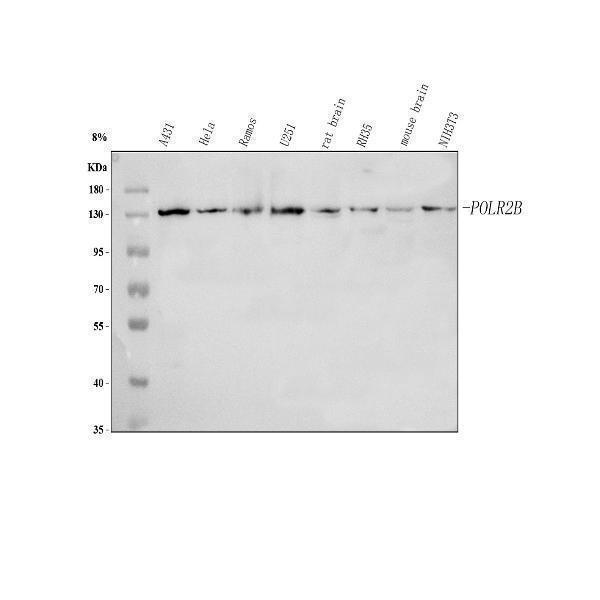  Western blot analysis of POLR2B using anti-POLR2B antibody (A08699-1)