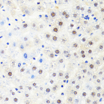 Immunohistochemistry of paraffin-embedded rat liver using POLR2B antibody  at dilution of 1:100 