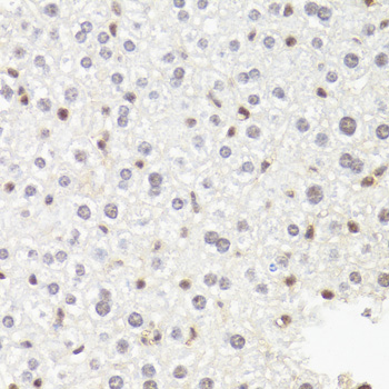 a08699 polr2b primary antiboties ihc testing 4