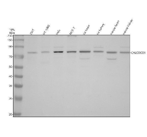 Western blot analysis of CALCOCO1 using anti-CALCOCO1 antibody (A08702-1)