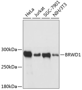 Western blot analysis of extracts of various cell lines, using BRWD1 antibody  at 1:3000 dilution