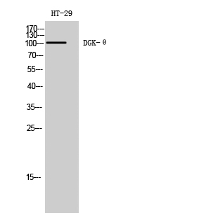 a08705 dgkq primary antibodyes wb testing 1
