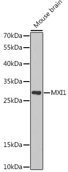 a08708 mxi1 primary antiboties wb testing 1