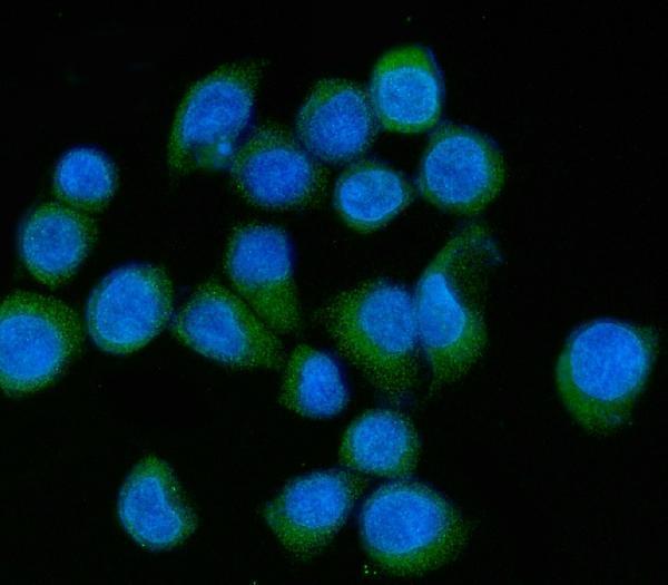 a08709 2 mlxip primary antibodies if testing 9
