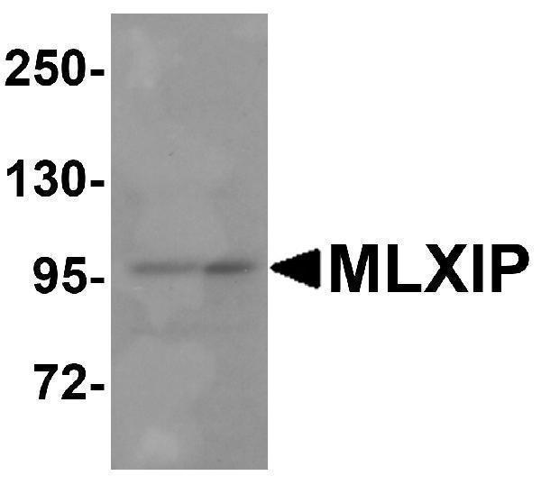 a08709 mlxip primary antibodies wb testing 1