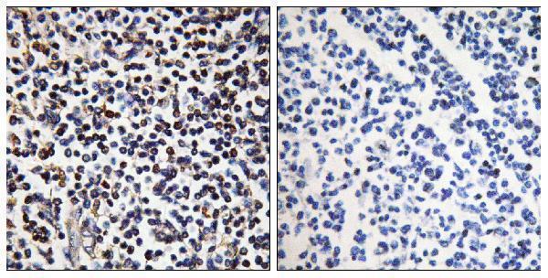 a08711 2 stk17b primary antibodies ihc testing 1