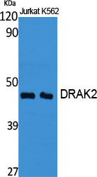 Western Blot analysis of various cells using DRAK2 Polyclonal Antibody cells nucleus extracted by Minute TM Cytoplasmic and Nuclear Fractionation kit 