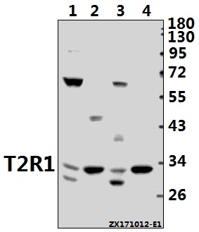 Western blot (WB) analysis of T2R1 (D45) pAb at 1:500 dilution
Lane1:K562 whole cell lysate(40ug)
Lane2:MEF whole cell lysate(40ug)
Lane3:HEK293T whole cell lysate(40ug)
Lane4:C6 whole cell lysate(40ug)