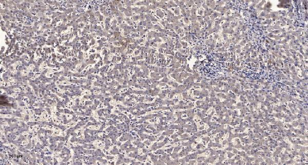 a08714 tas2r1 primary antibodies ihc testing 1