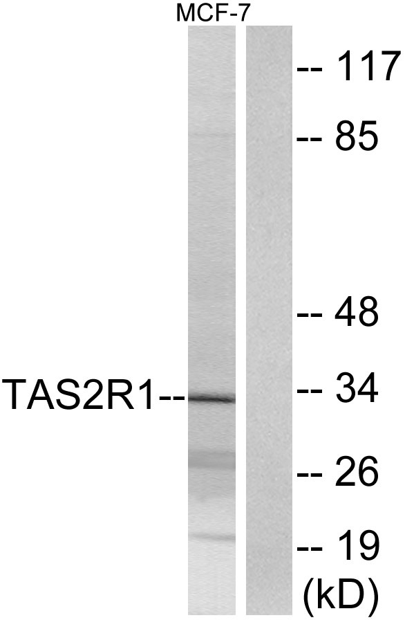 a08714 tas2r1 primary antibodies wb testing 2