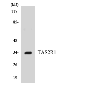 a08714 tas2r1 primary antibodies wb testing 3