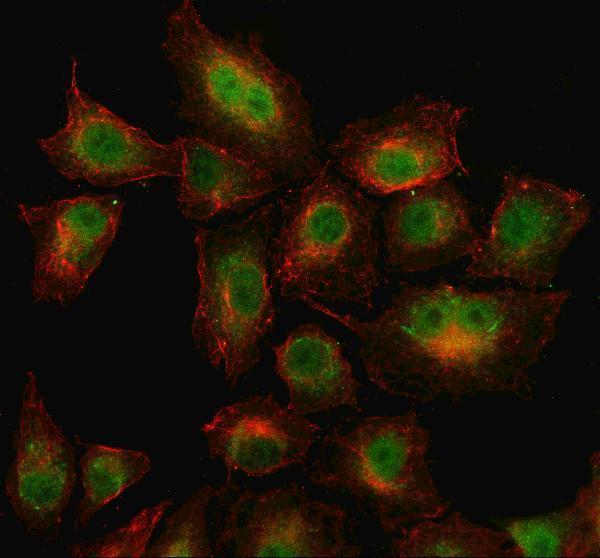  IF analysis of WDR26 using anti-WDR26 antibody (A08716-3) and anti-Beta Tubulin antibody (M01857-3)