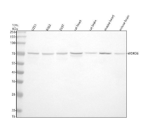  Western blot analysis of WDR26 using anti-WDR26 antibody (A08716-3)