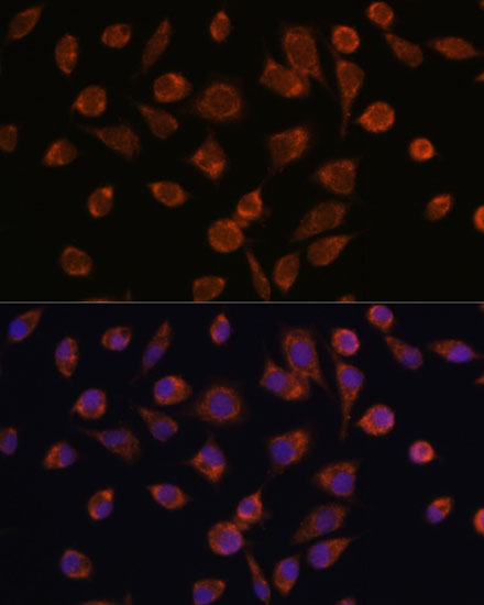 Immunofluorescence analysis of L929 cells using NDUFAF2 antibody  at dilution of 1:100