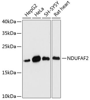 Western blot analysis of extracts of various cell lines, using NDUFAF2 antibody  at 1:3000 dilution