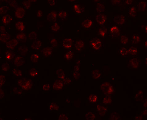 Immunofluorescence of Mimitin in Raji cells with Mimitin antibody at 20 μg/mL