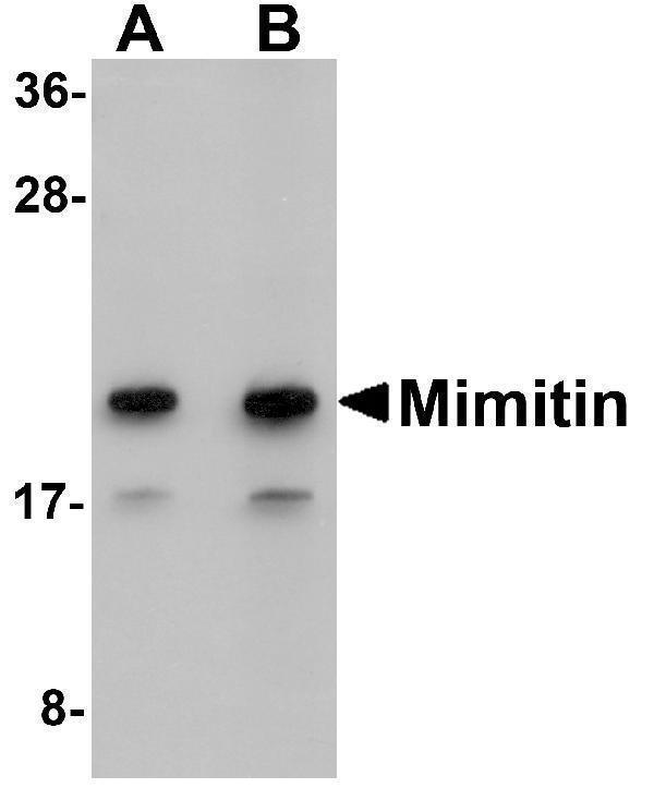 Western blot analysis of Mimitin in Raji cell lysate with Mimitin antibody at (A) 1 and (B) 2 μg/mL