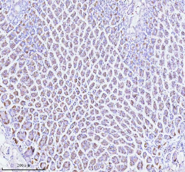 a08719 2 atp4b primary antibodies ihc testing 2