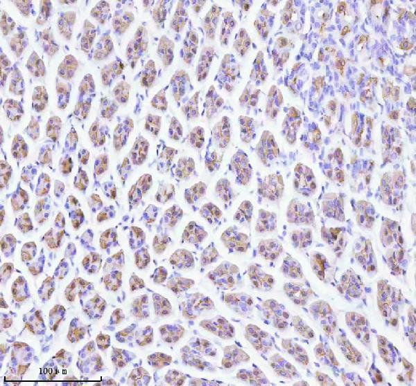 a08719 2 atp4b primary antibodies ihc testing 3