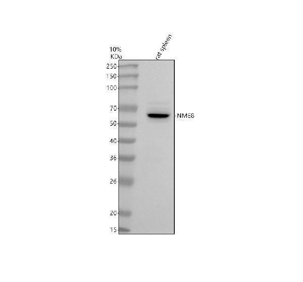 a08723 1 txndc3 nme8 primary antibodies wb testing 1