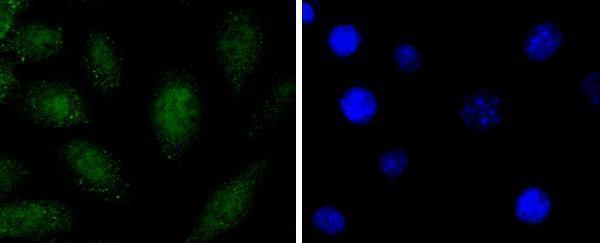 a08724 sox1 primary antiboties icc testing 1