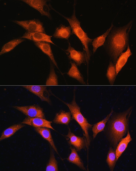 Immunofluorescence analysis of NIH/3T3 cells using ARCN1 Rabbit pAb  at dilution of 1:100