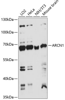 Western blot analysis of extracts of various cell lines, using ARCN1 antibody  at 1:1000 dilution