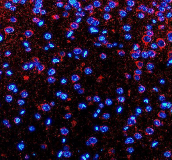 a08728 1 pex5l primary antibodies if testing 2