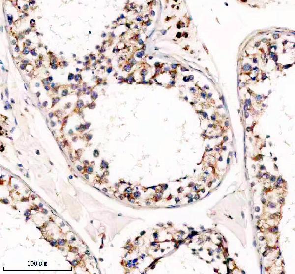 a08728 1 pex5l primary antibodies ihc testing 2