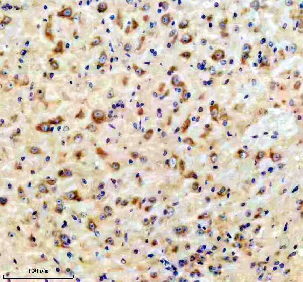 a08728 1 pex5l primary antibodies ihc testing 3