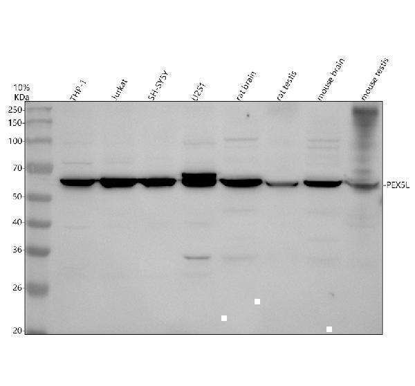 a08728 1 pex5l primary antibodies wb testing 1