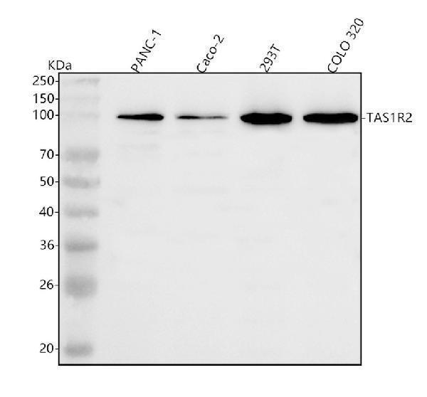 a08729 2 tas1r2 primary antibodies wb testing 1