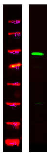 a08729 tas1r2 primary antibodies wb testing 1