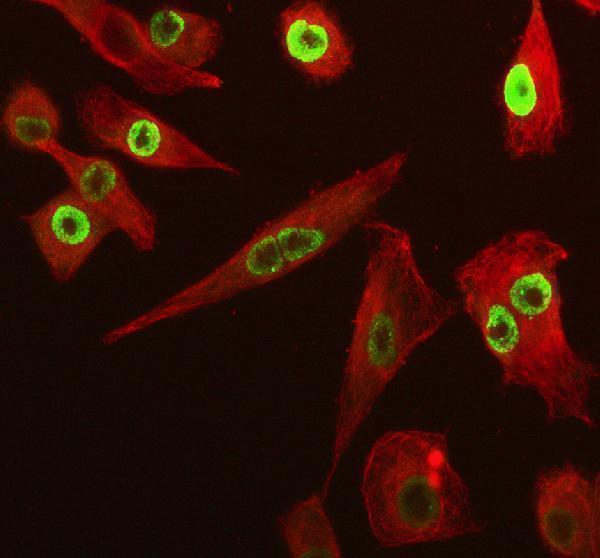 a08730 1 sp6 primary antibodies if testing 6