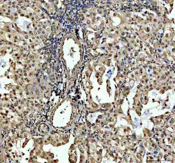 a08730 1 sp6 primary antibodies ihc testing 2