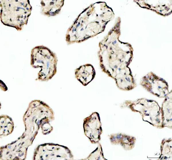 a08730 1 sp6 primary antibodies ihc testing 3
